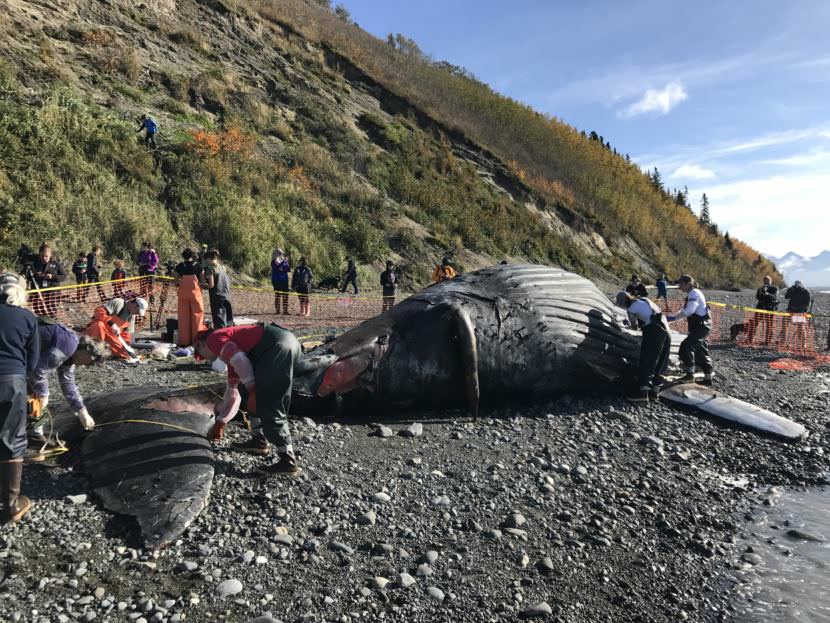Biologists and veterinarians work Tuesday, Sept. 25, 2017, to cut blubber off a young humpback whale that washed up on a popular beach in Anchorage.