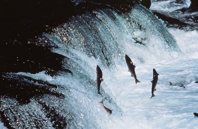Adult sockeye salmon encounter a waterfall on their way up-river to spawn. (Photo by Marvina Munch/ U.S. Fish and Wildlife Service)