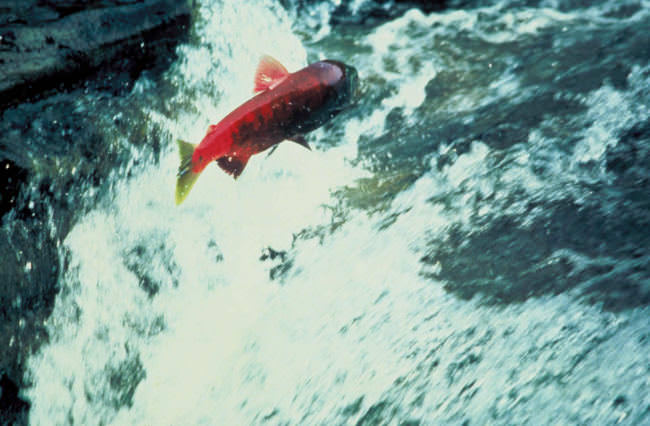 Alaska_salmon_jumping_out_of_water