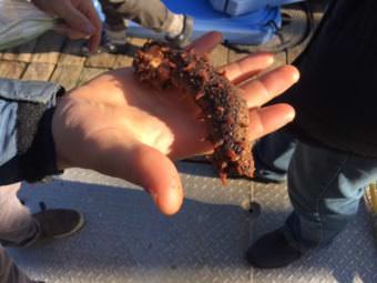 Reuben Ivanoff shows off a cooked sea cucumber. (Photo by Kayla Desroches/KMXT)