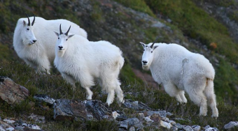 Biologists now have research-based models to predict critical mountain goat habitat in the Chilkat Valley. (Photo courtesy Alaska Department of Fish and Game)