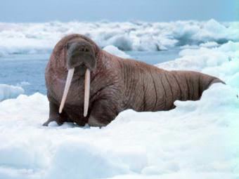 Pacific walrus. (Photo courtesy National Oceanic and Atmospheric Association)