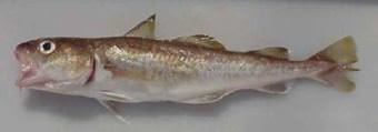 A small Pacific cod. (Courtesy of the National Ocean and Atmospheric Administration)