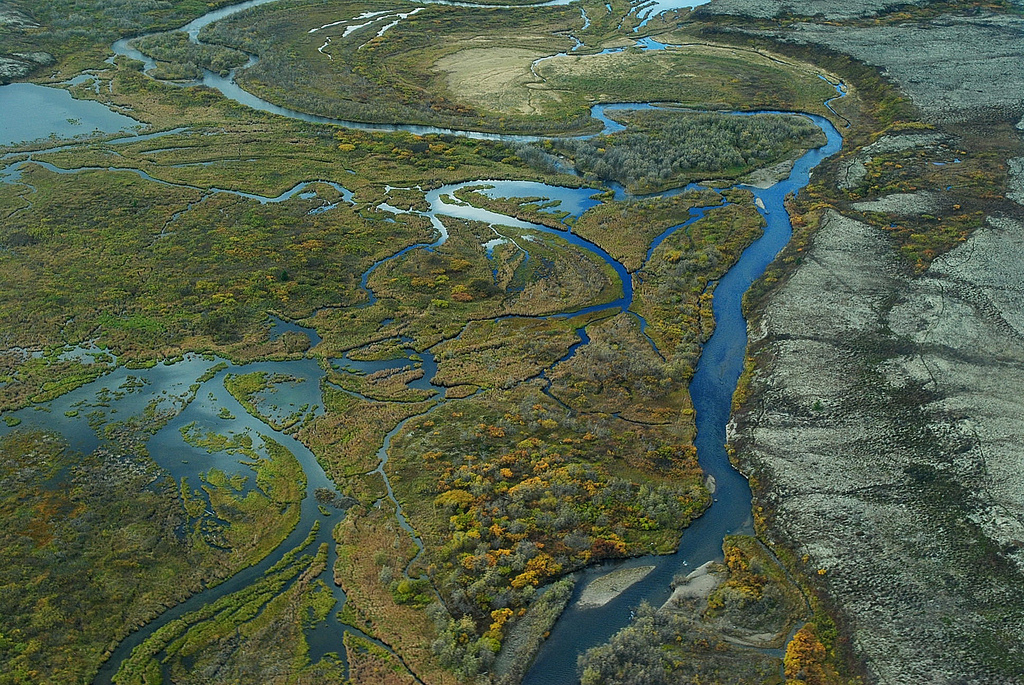 Aerial view of braided wetlands and tundra that is typical of the Bristol Bay watershed in Alaska. Upper Talarik Creek (shown here) flows into Lake Iliamna and then the Kvichak River before emptying into Bristol Bay.