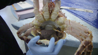 Eggs in a female red king crab. The laboratory studies the impacts of ocean acidification on crabs from the earliest life stages. (Photo by Eric Keto / Alaska's Energy Desk)