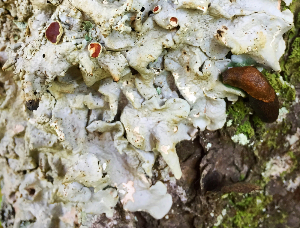 A distinct sub-species of lichen can only be found in a small part of Tongass National Forest. (Photo courtesy Karen Dillman/United States Forest Service)