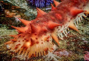 Sea cucumber. (Photo by Mary Harrsch/Flickr)