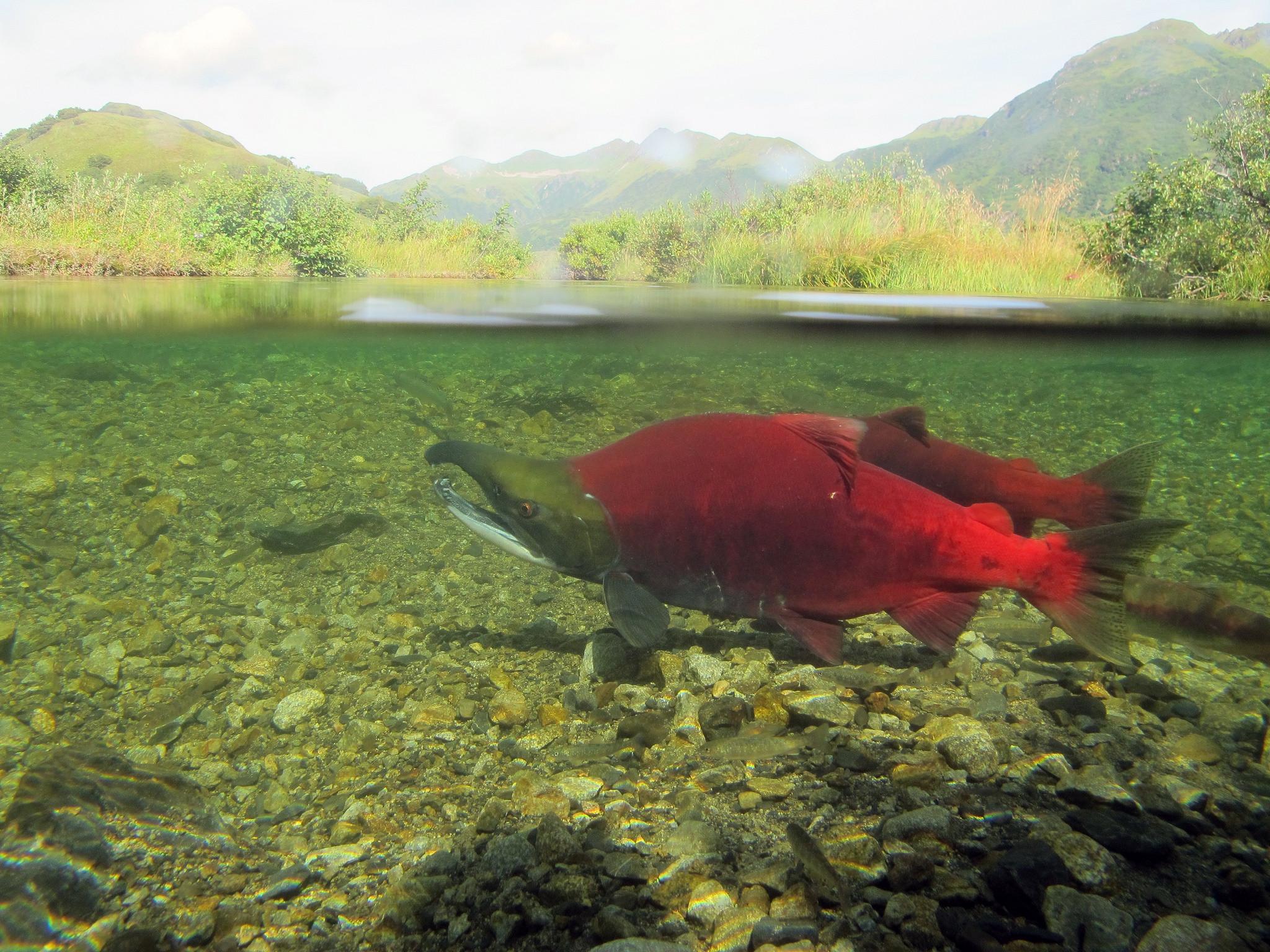 A new report says salmon, including sockeye, shown here, could have habitat disrupted by new rainfall and snow patterns caused by climate change. (Photo by Katrina Mueller/U.S. Fish and Wildlife Service)