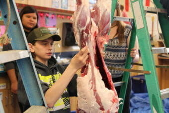 A student at Pacific High tries his hand at processing a locally harvested deer. (Photo by KCAW)