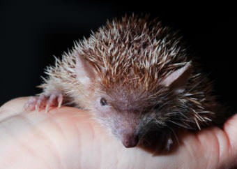 A tenrec. The Alaska Board of Game considered allowing the hedgehog like critters as pets in the state on Nov. 17, 2017. They remain prohibited.