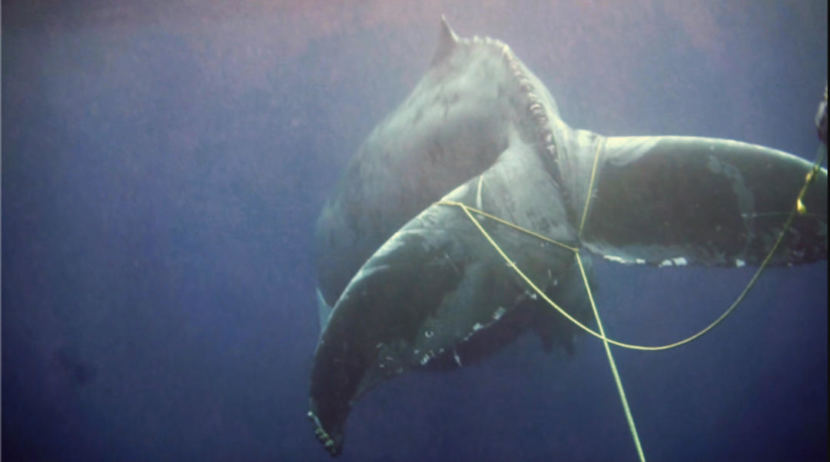 Humpback whale entangled in commercial lobster gear, sighted off San Diego in 2015 (photographed under NOAA permit #: 18786) (Photo courtesy NOAA Fisheries)