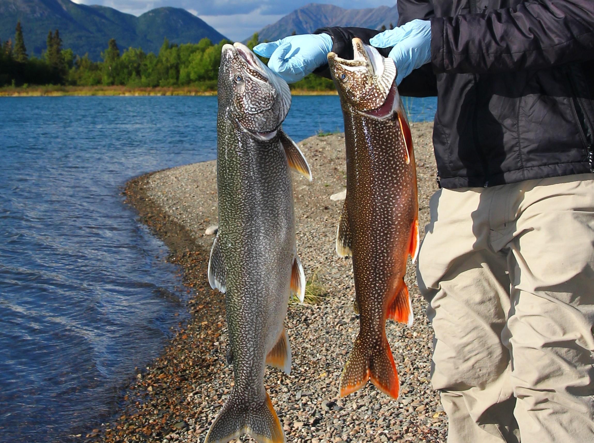 Two lake trout are collected for mercury analysis from Lake Clark National Park and Preserve. (Photo by S. Huffman/ NPS)