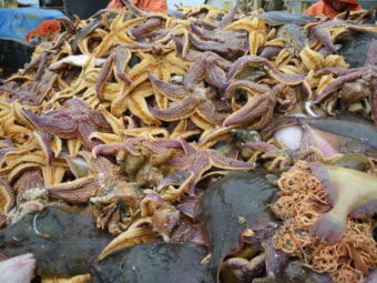 Purple sea stars and other species caught during the Alaska Fisheries Science Center’s 2010 survey of the Northern Bering Sea (Photo courtesy National Oceanic and Atmospheric Administration)