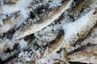 Pacific cod (Photo courtesy Holland Dotts and the Alaska Marine Conservation Council)