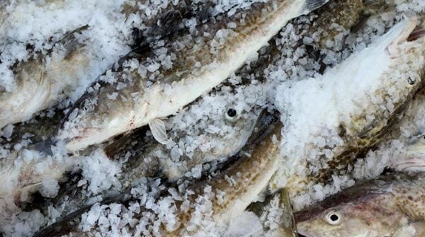 Pacific cod (Photo courtesy Holland Dotts and the Alaska Marine Conservation Council)