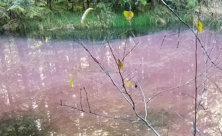 Karen Hutten snapped this picture of a pink pond along the Herbert Glacier trail on Oct. 28, 2017. She says don’t confuse the reflection of tree branches to be “texture” in the pond. The red stuff appeared cloudy with wisps along the edges.