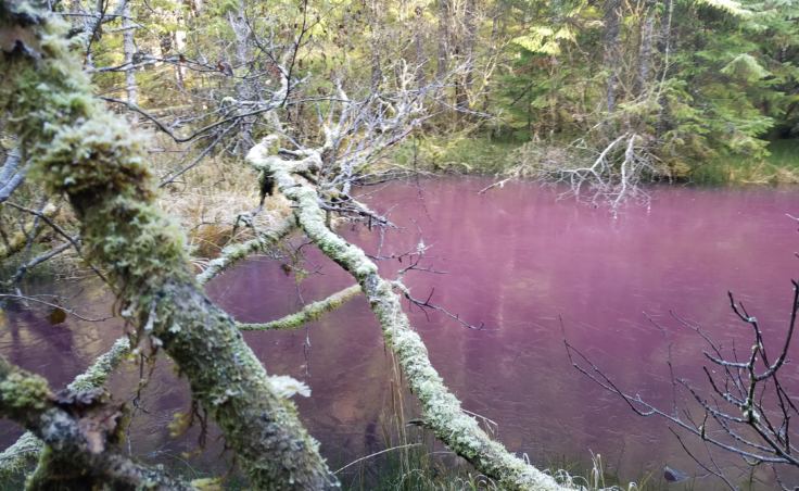 Bill Johnson spotted this pink pond along the Herbert Glacier trail on Nov. 4, 2017.