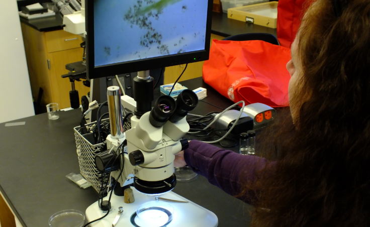 Entomologist Elizabeth Graham focuses a microscope at the Forest Service's Pacific Northwest Research Station in Juneau. She was examining water taken from a pond near the Herbert Glacier trail.