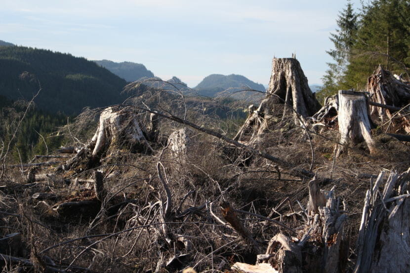 Logging from the Big Thorne Timber Sale. (Photo by Elizabeth Jenkin/Alaska's Energy Desk) 12/18/17
