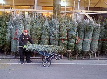 Cory Gilmartin, 14, delivers a Christmas tree in Midtown Manhattan via jogging stroller -- the same one his mother used to push him around in. (Photo courtesy Gilmartin family)