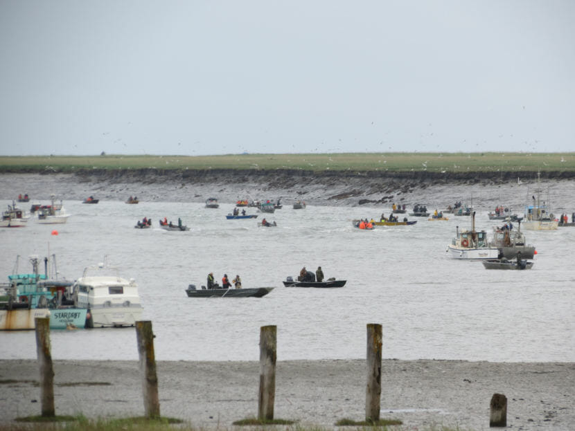 A number of fishing boats crowded near the mouth of the Kenai River on July 15, 2012 in Kenai, Alaska. A portion of the river, upstream of this one, has been flagged by the state for violating water quality standards for turbidity. (Photo courtesy Brian Henderson)
