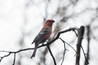 Pine Grosbeak was one of the species spotted during Bethel's Audubon Society Christmas Bird Count on December 17, 2016. (Photo courtesy Katie Basile/KYUK)