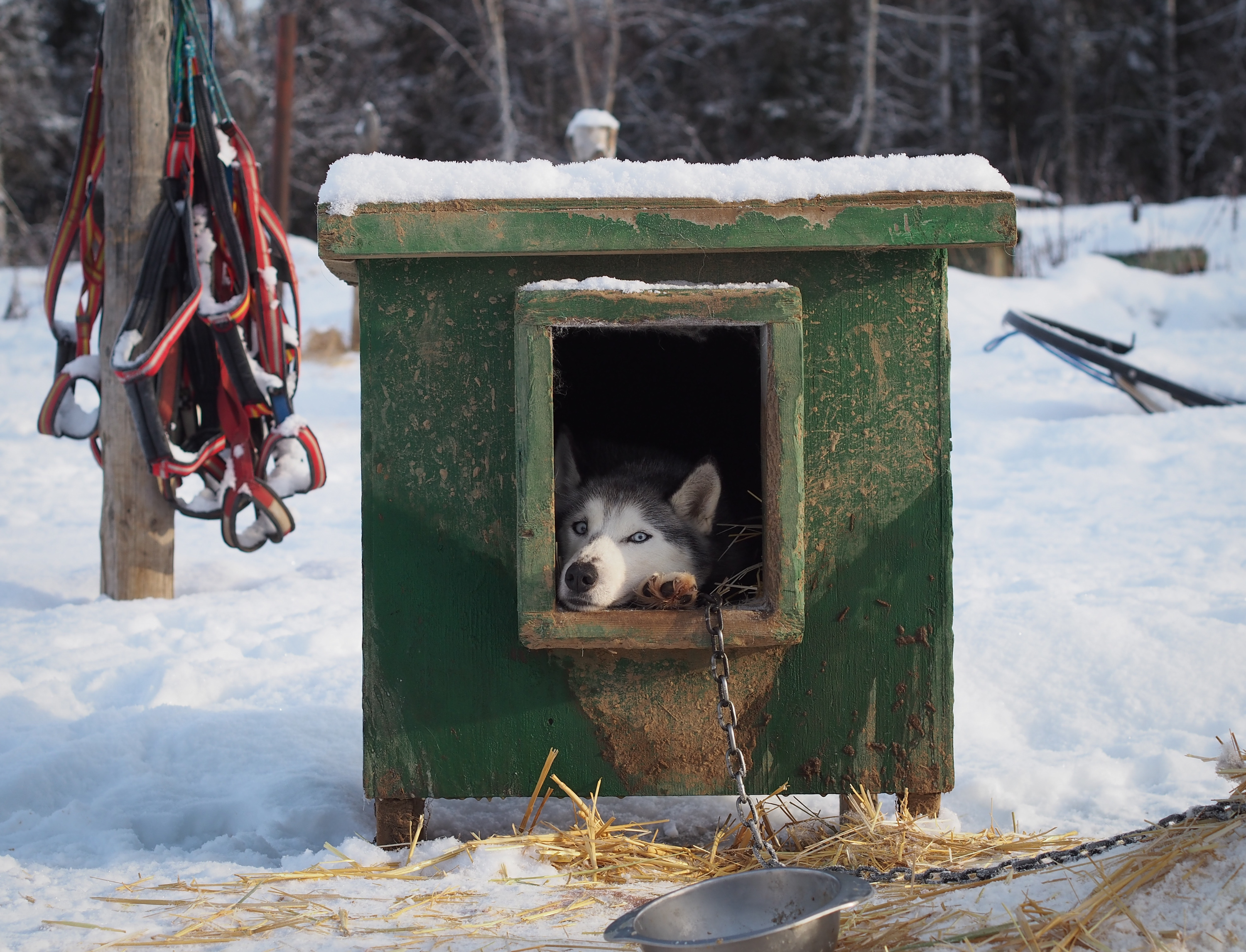 A Siberian husky rests at a well-maintained kennel in Willow. (Photo by Zachariah Hughes/Alaska Public Media)