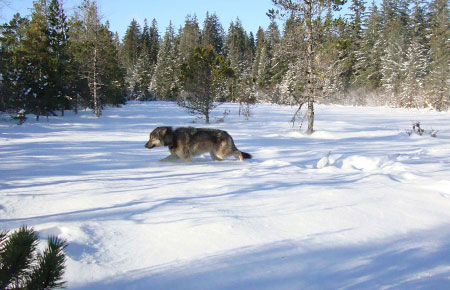 A wolf near Gustavus.