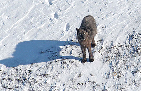 A wolf near Healy.