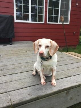Lizzie, a 14-year old beagle, was shot in her yard last week, the second such incident in a month. Peninsula Crimestoppers is offering a reward for information. (Photo courtesy Ashley Landess)