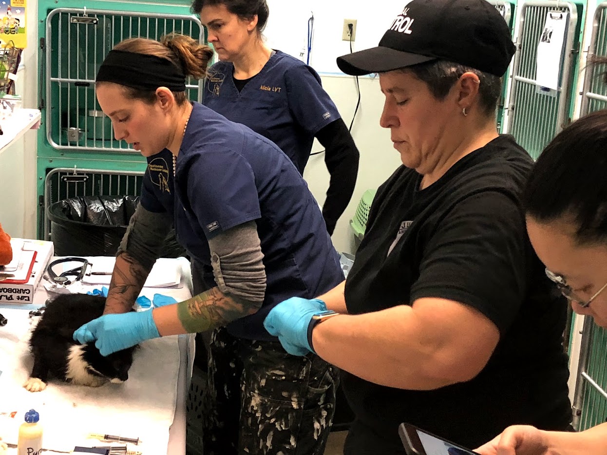 Gastineau Humane Society clinic director Alicia Harris and Animal Control director Karen Wood vaccinate one of about 25 cats surrendered this week. (Photo by Samantha Blankenship/Gastineau Humane Society)