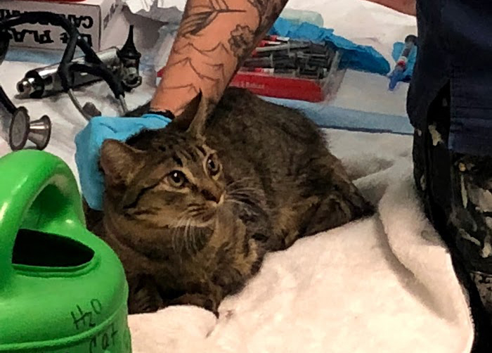 Gastineau Humane Society clinic director Alicia Harris holds one of the about 25 cats surrendered this week. (Photo by Samantha Blankenship/Gastineau Humane Society)