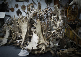 Piles of antlers at the Alaska Fur Exchange in Anchorage. Owners say when they suspect antlers of being stolen they won’t buy them. (Photo by Zachariah Hughes/Alaska Public Media)