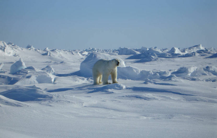 As sea ice changes in a warming Arctic, new challenges for polar bear  research