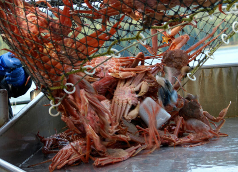 Tanner crab (Photo courtesy of Alaska Department of Fish and Game)