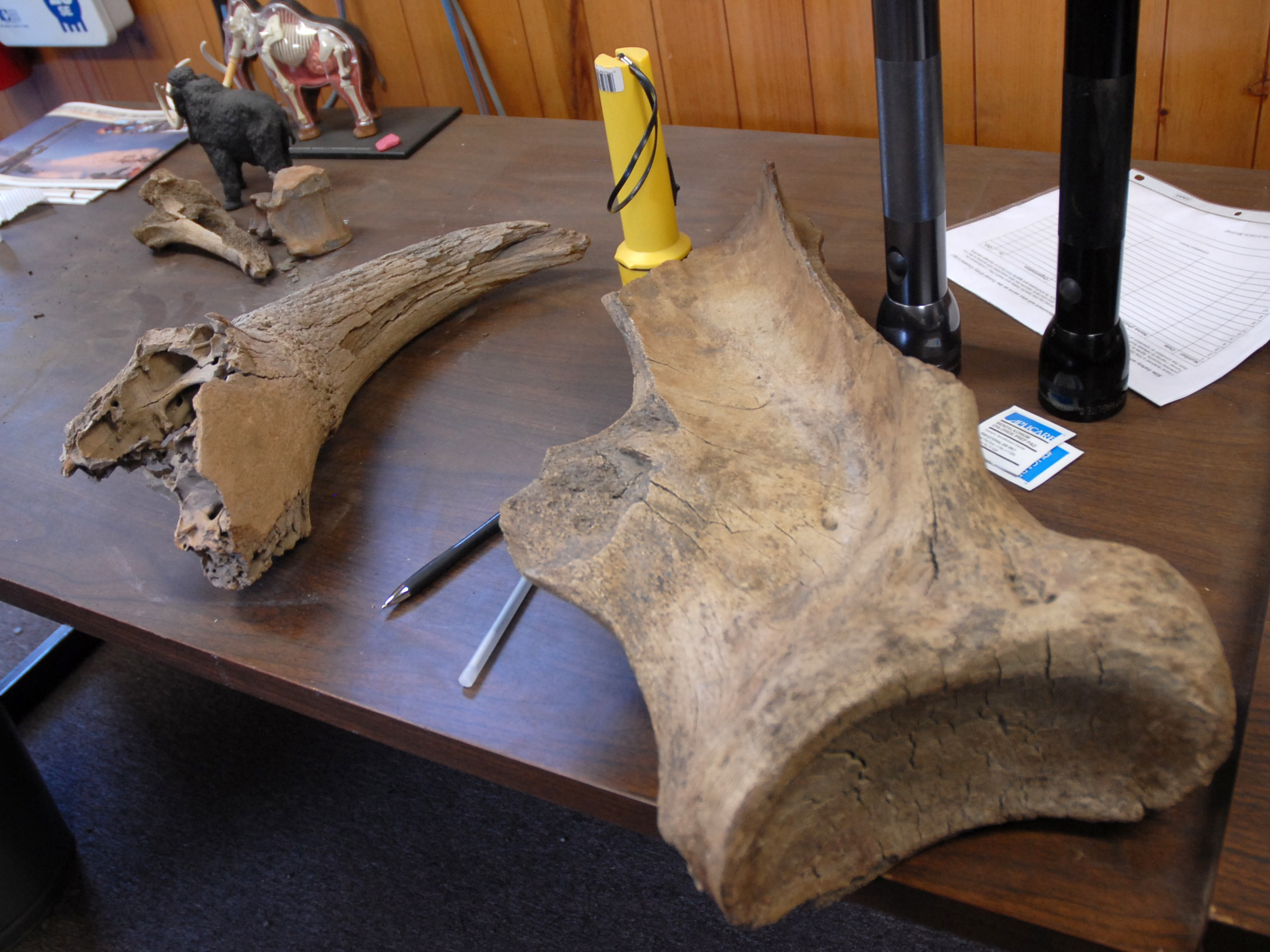 The tunnel turned up a variety of ice age mammal bones — including the giant leg bone of a mammoth. (Photo by Kate Ramsayer/NASA)