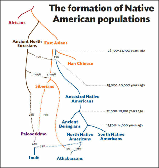 Potter and many other archaeologists believe the Ancient Beringians split from their ancestors some 18,000 to 22,000 years ago, as show in this model of the formation of Native American ancestral populations (adapted from Moreno-Mayar, Potter, et al. 2018). (Image courtesy of Ben Potter)