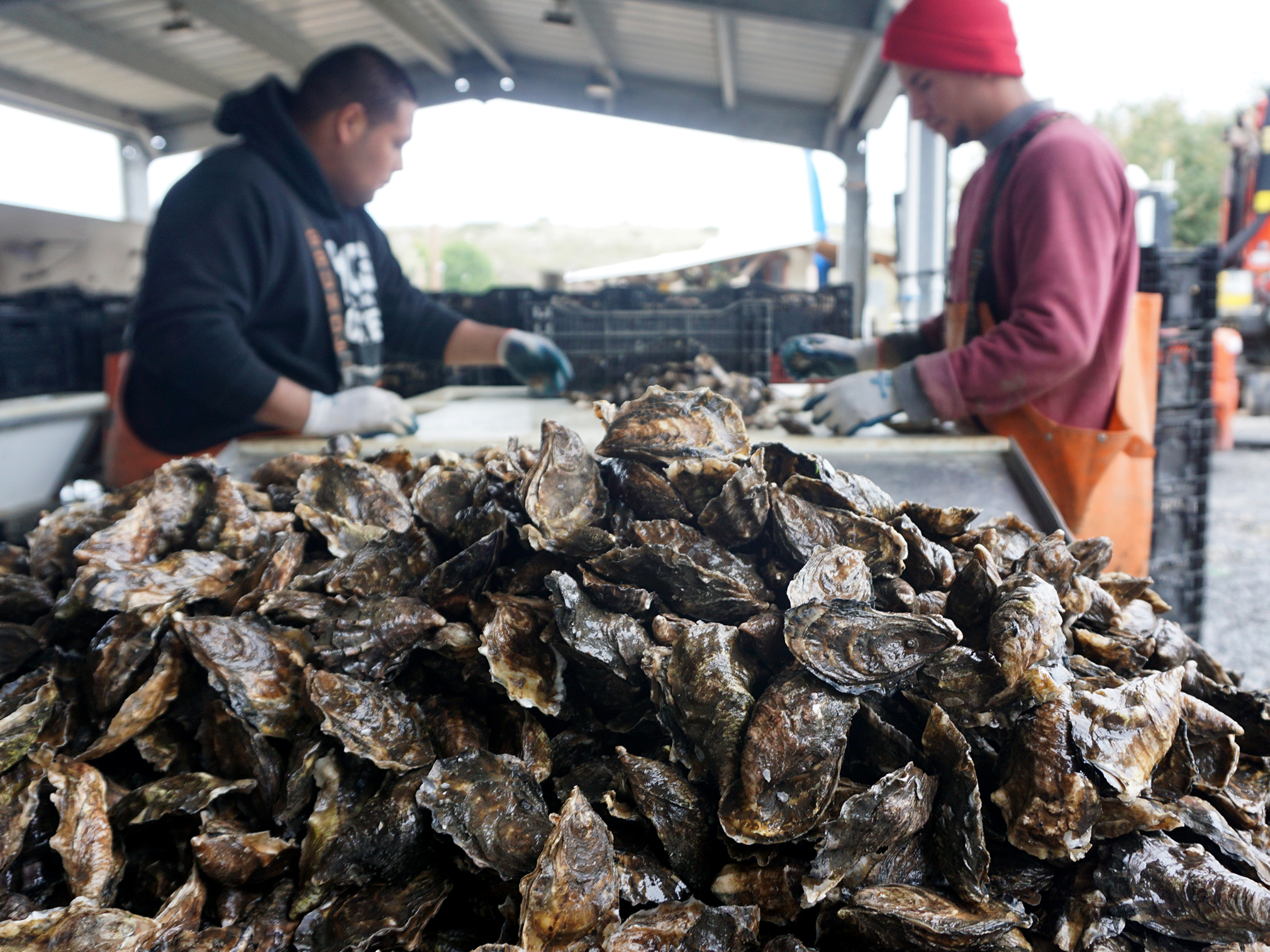 Workers sort fresh oysters at Hog Island Oyster Company near Tomales Bay, north of San Francisco. (Photo by Lauren Sommer/KQED)