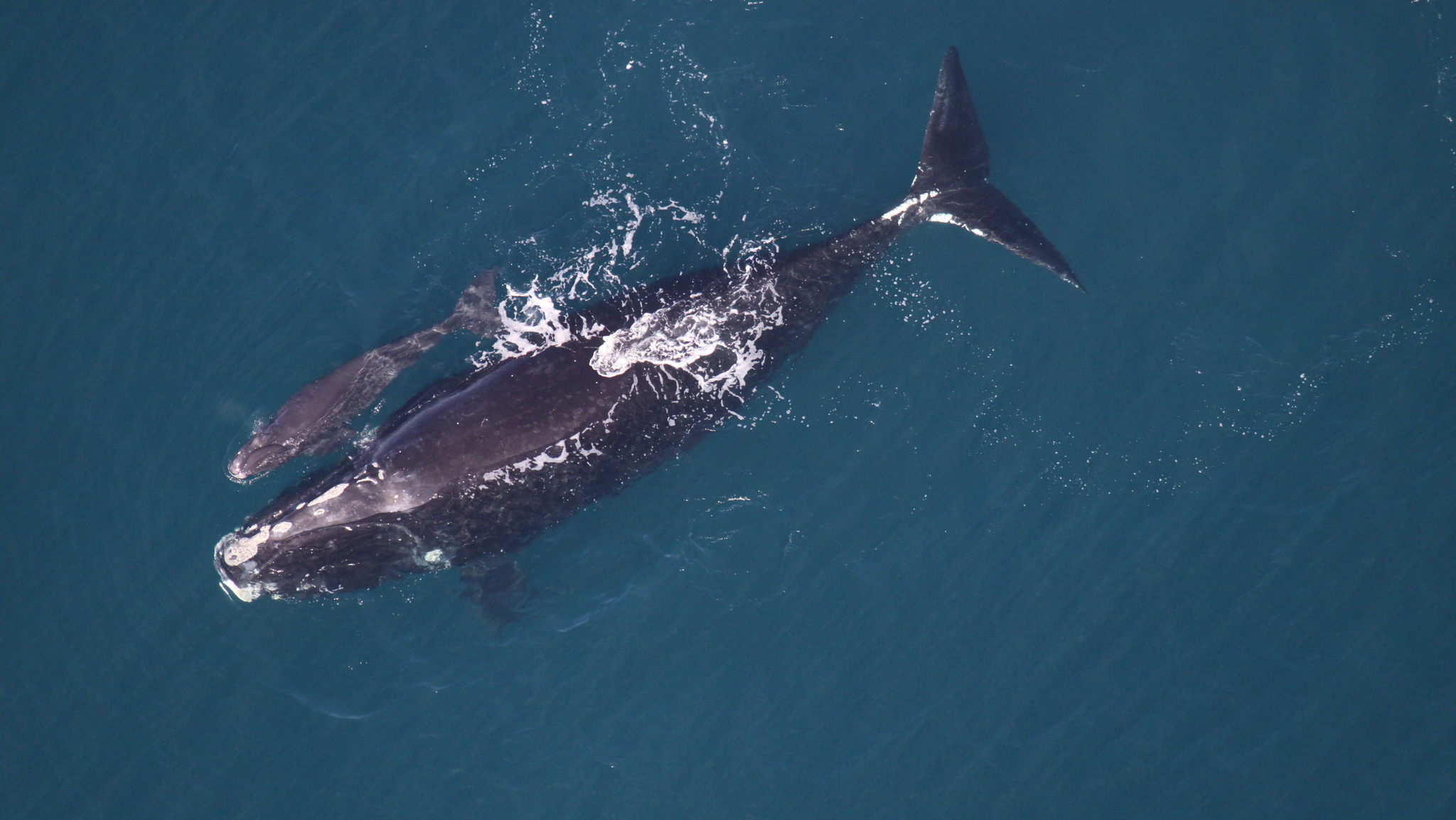 A mother right whale with a calf, around 3 days old, was spotted in December 2013 off the coast of Sapelo Island, Ga. (Photo courtesy Sea to Shore Alliance/NOAA Permit #15488)