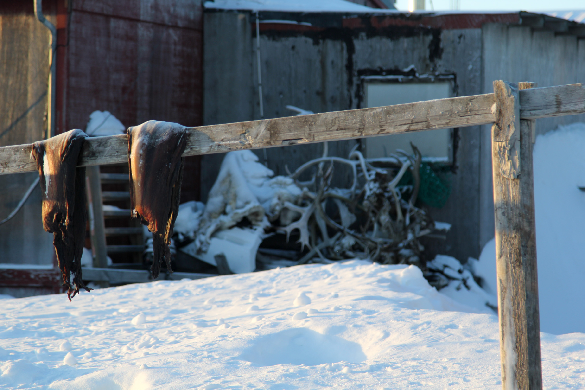 Seal meat hanging on a rack outside a home, with a pile of caribou antlers from past harvests in Shishmaref. (Photo by Zachariah Hughes/Alaska Public Media)