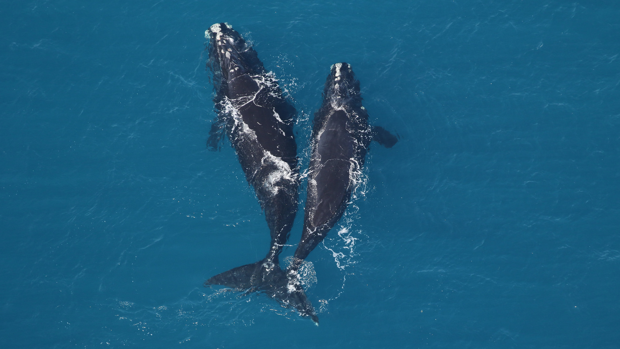 A 9-year-old female right whale (left) and a smaller right whale spotted earlier this month off the coast of Jekyll Island. (Photo courtesy Sea to Shore Alliance/ NOAA Research Permit 20556)