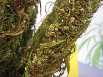 Close-up to hemp seeds which were not seperated from the hemp plant. (Creative commons photo by D-Kuru/Wikimedia Commons)