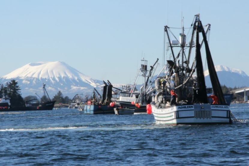Purse seiners fish a commercial herring opening in Sitka Sound in 2014. (Photo by Rachel Waldholz/KCAW)