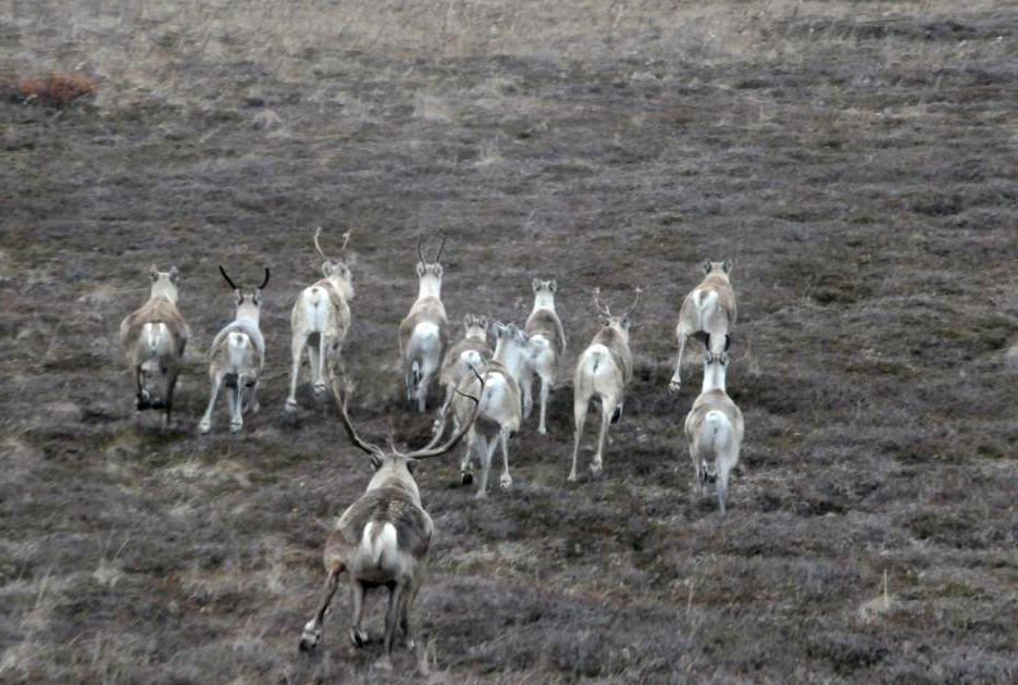 Caribou on the Nushagak Peninsula. (Photo courtesy Andy Aderman/U.S. Fish and Wildlife Service)