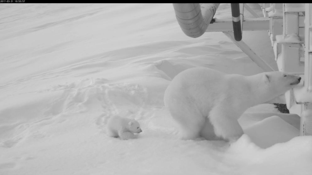 New federal report looks at wildlife in a changing ANWR