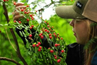 Berry pickers have another reason to leave bears alone in a patch: the benefit bears provide to the berries. (Photo by Berett Wilber/KHNS)