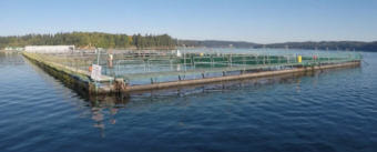 Cooke Aquaculture's Atlantic salmon farm near Bainbridge Island, Washington. (Photo courtesy Washington Department of Natural Resources)