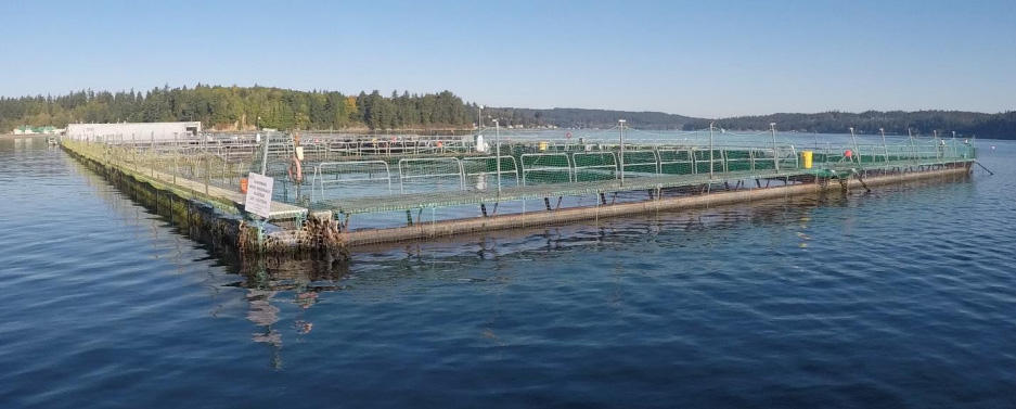 Cooke Aquaculture's Atlantic salmon farm near Bainbridge Island, Washington. (Photo courtesy Washington Department of Natural Resources)