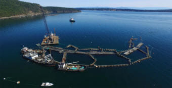 Drone view of collapsed Cypress Island net pens, which resulted in the escape of more than 200,000 non-native Atlantic salmon into Puget Sound. (Photo courtesy Washington Department of Natural Resources)
