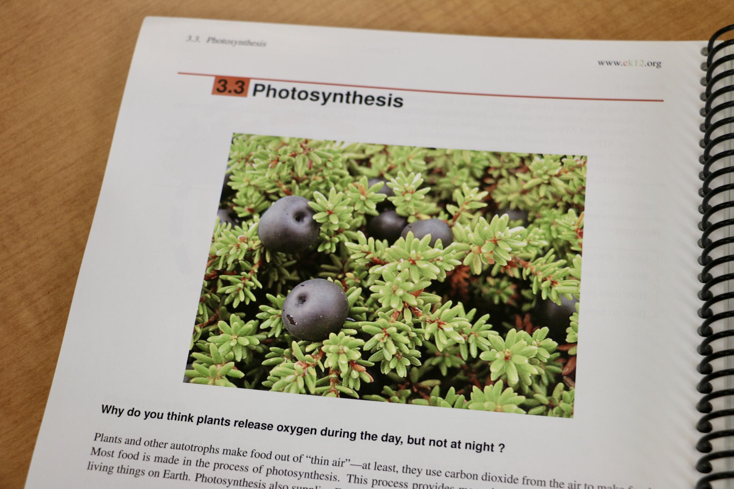 In a chapter of the CK-12 Foundation's biology textbook, an image of berries on the Yukon-Kuskokwim Tundra helps illustrate principals of photosynthesis. (Photo by Christine Trudeau/KYUK)